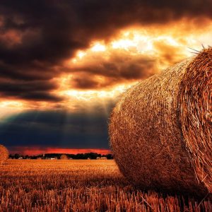 谷物——人类文明的起源